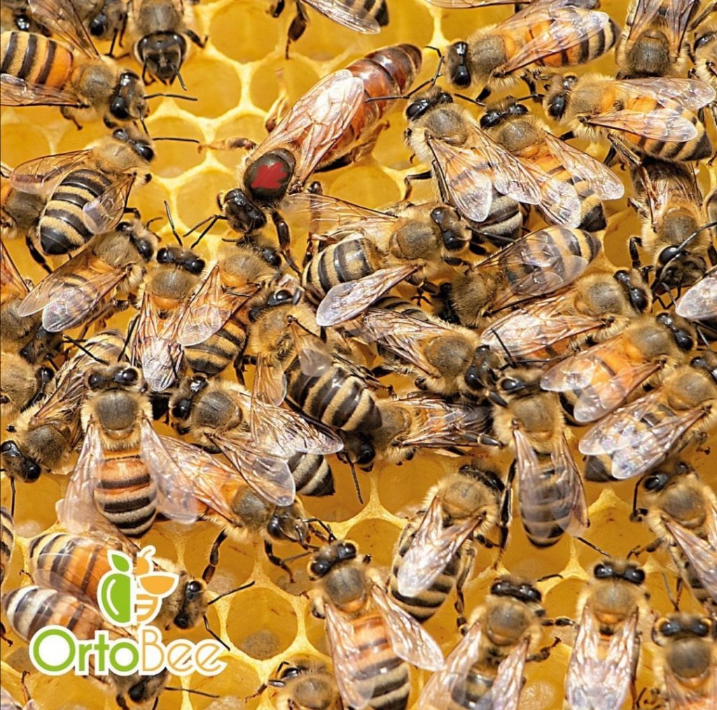 Il mondo delle api. Ortobee